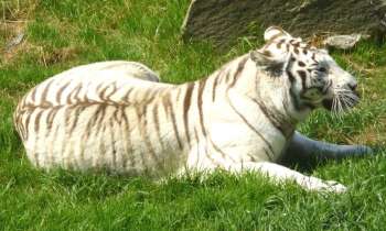 Puzzle 14384 - tigre blanc