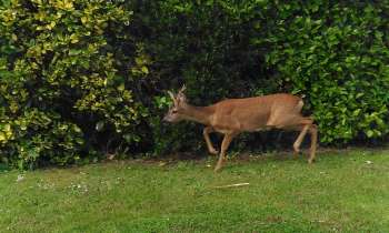 Puzzle Biche dans le jardin - catégorie Animaux, puzzle gratuit en ligne