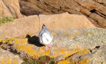 Puzzle Goéland de l Île de Bréhat - catégorie Animaux, puzzle gratuit en ligne