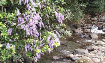Puzzle Feurs au bord du ruisseau - catégorie Paysages & Fleurs, puzzle gratuit en ligne