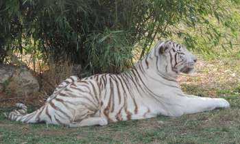 6016 | tigre albinos - tigre au repos dans le parc animalier à Nesles
