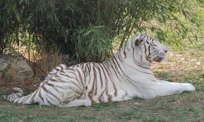 puzzle tigre albinos, tigre au repos dans le parc animalier à Nesles