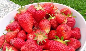 6598 | Saladier de fraises - Récolte de fraises du jardin