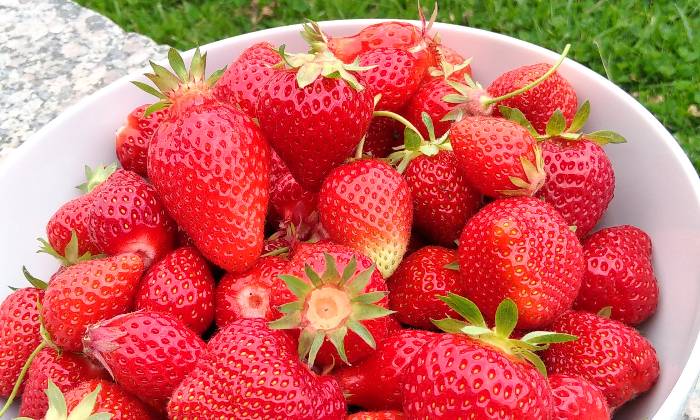 puzzle Saladier de fraises, Récolte de fraises du jardin