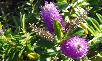 Puzzle Fleur exotique - catégorie Paysages & Fleurs, puzzle gratuit en ligne