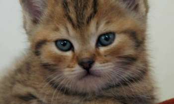 6111 | Mignon petit chaton - Un mignon petit chat pour las fan de chat et de mignonnerie !❣