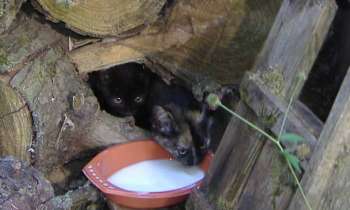 6431 | chtons nés dans la nature - tas de bois refuge pour ces chatons nés dans la nature