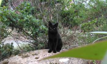 Puzzle Chat noir - catégorie Animaux, puzzle gratuit en ligne