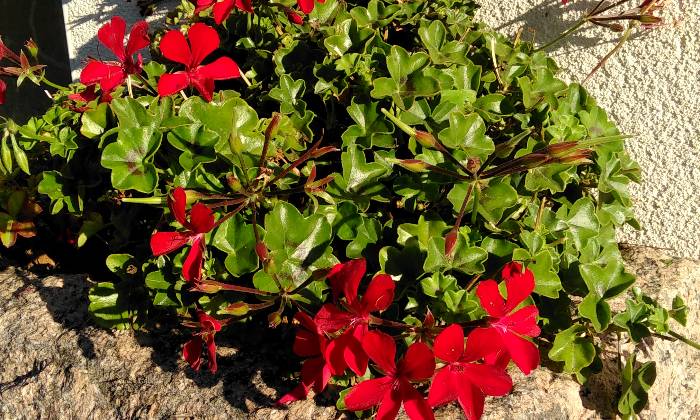 Puzzle gratuit Géraniums dans la catégorie Paysages & Fleurs jouable de 24 à 120 pièces.