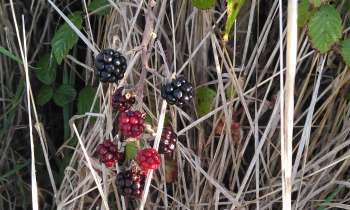 Puzzle 15200 - Mûres