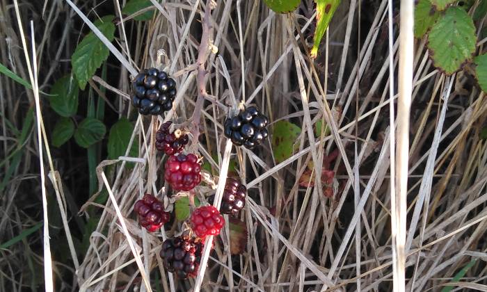 Puzzle Mûres dans la catégorie Paysages & Fleurs 
