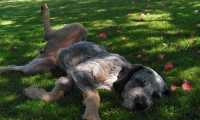 Puzzle Sieste ombragée