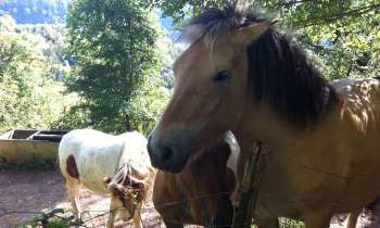 Puzzle chevaux - catégorie Animaux, puzzle gratuit en ligne