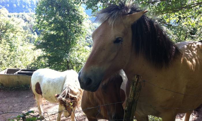 Puzzle gratuit chevaux dans la catégorie Animaux jouable de 24 à 120 pièces.