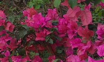 Puzzle Fleurs roses - catégorie Paysages & Fleurs, puzzle gratuit en ligne