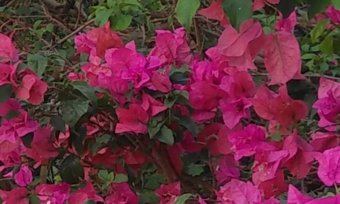 Puzzle gratuit Fleurs roses dans la catégorie Paysages & Fleurs jouable de 24 à 120 pièces.