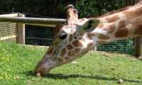 Puzzle Sophie Girafe