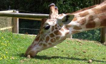 Puzzle 12981 - Sophie Girafe