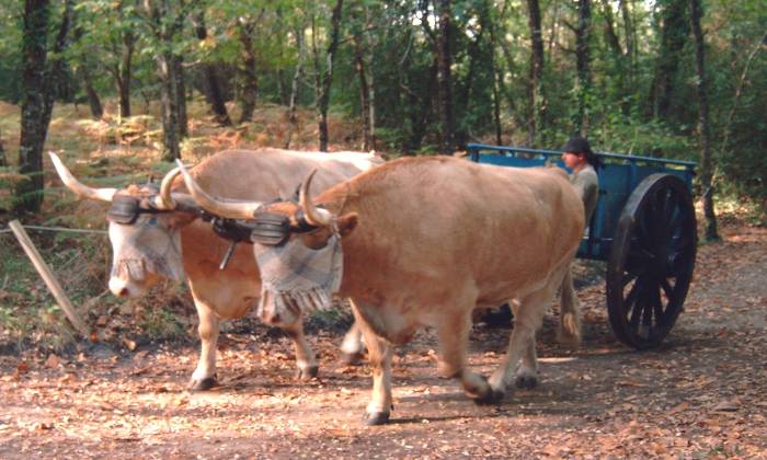 Puzzle gratuit attelage de bœufs dans la catégorie Animaux jouable de 24 à 120 pièces.