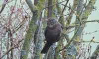 Puzzle oiseau en hiver