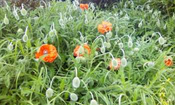 Puzzle pavots - catégorie Paysages & Fleurs, puzzle gratuit en ligne