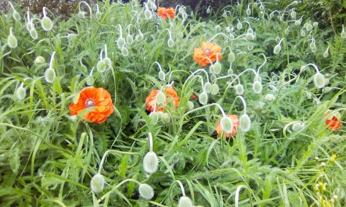 Puzzle gratuit pavots dans la catégorie Paysages & Fleurs jouable de 24 à 120 pièces.