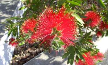 Puzzle albizia en fleurs - catégorie Paysages & Fleurs, puzzle gratuit en ligne