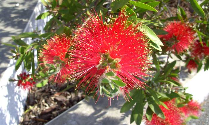 Puzzle gratuit albizia en fleurs dans la catégorie Paysages & Fleurs jouable de 24 à 120 pièces.