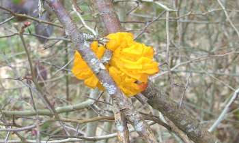 Puzzle 14598 - champignon orange