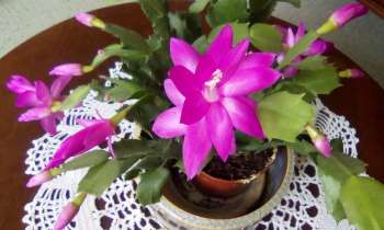 Puzzle cactus de Noël - catégorie Paysages & Fleurs, puzzle gratuit en ligne