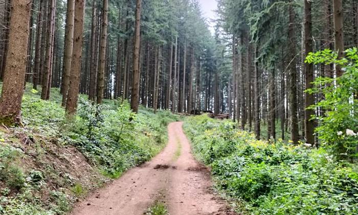 Puzzle gratuit promenade en forêt dans la catégorie Paysages & Fleurs jouable de 24 à 120 pièces.