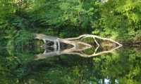 Puzzle arbre mort et son reflet