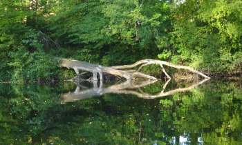 Puzzle 12642 - arbre mort et son reflet