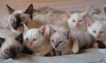 6266 | Portée blanche - maman siamoise avec ses chatons blancs