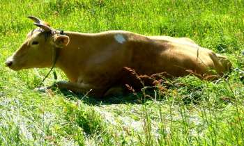 6641 | guernesiaise - vache de la race guernesiaise à Guernesey (GB) avant le Brexit