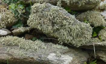 6751 | lichens sur schistes - lichens sur schistes à Plougonvelin 29190