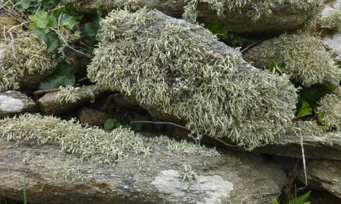 puzzle lichens sur schistes, lichens sur schistes à Plougonvelin 29190