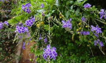 6954 | grappes de fleurs bleues - élégantes grappes de fleurs bleues à Bormes-les-Mimosas 83019