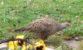 Puzzle 15220 - poule faisane