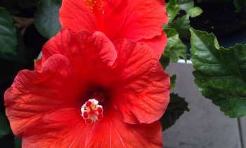 Puzzle Hibiscus - catégorie Paysages & Fleurs, puzzle gratuit en ligne
