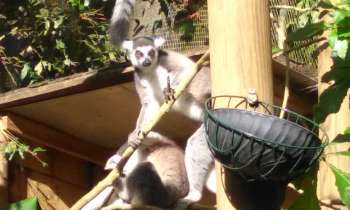 Puzzle Zoo - catégorie Animaux, puzzle gratuit en ligne