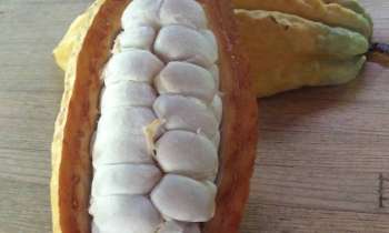 Puzzle Cabosse - catégorie Paysages & Fleurs, puzzle gratuit en ligne