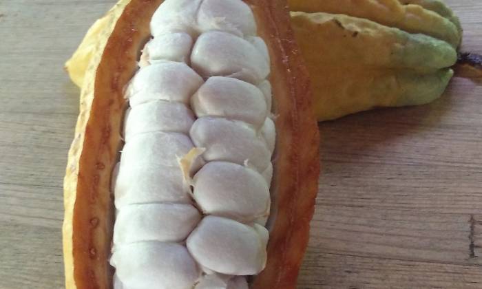 Puzzle gratuit Cabosse dans la catégorie Paysages & Fleurs jouable de 24 à 120 pièces.