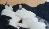 Puzzle calin de chat