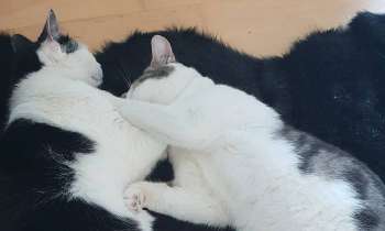 Puzzle 12645 - calin de chat