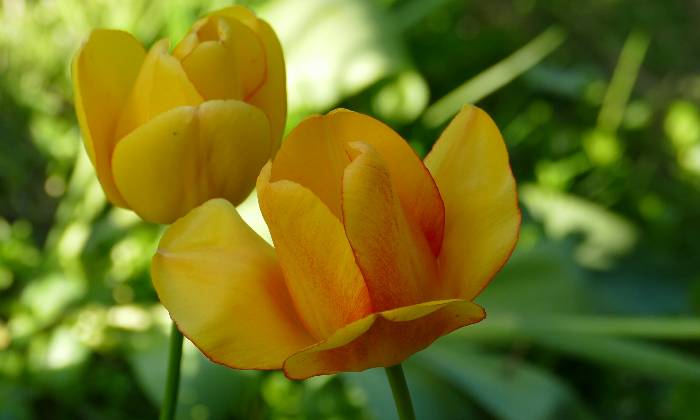 puzzle tulipes, 