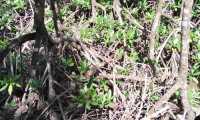 Puzzle Mangrove de Guadeloupe