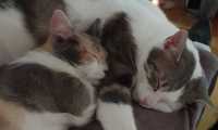 Puzzle dodo de chats