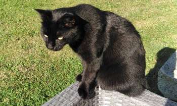 Puzzle Chat noir - catégorie Animaux, puzzle gratuit en ligne