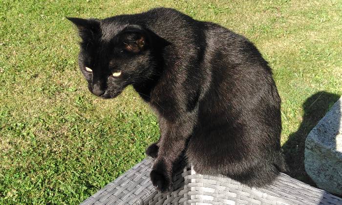 Puzzle gratuit Chat noir dans la catégorie Animaux jouable de 24 à 120 pièces.